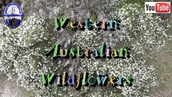 Wildflowers - N/O